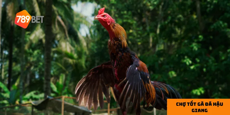 3 lưu ý khi mua gà đá tại chợ Tốt