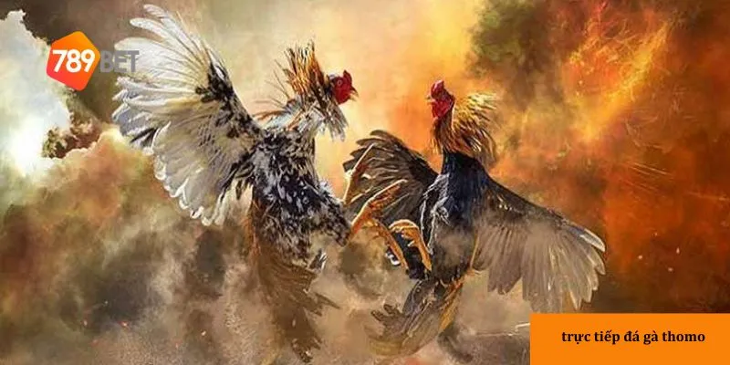 Mẹo đặt cược đá gà Thomo hiệu quả