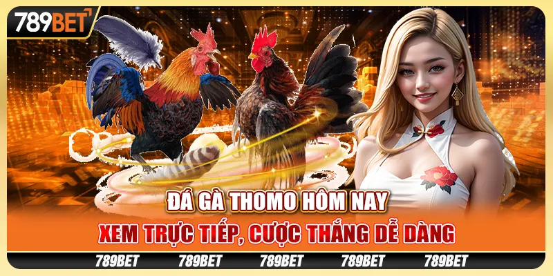 Đá gà Thomo hôm nay: Xem trực tiếp, cược thắng dễ dàng
