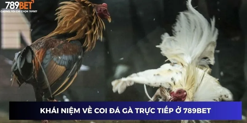 Coi Đá Gà Trực Tiếp - Đột Phá Kịch Tính, Mở Lối Thắng Lớn 2 Khái niệm về coi đá gà trực tiếp ở 789BET