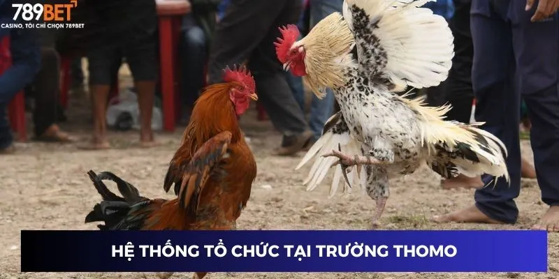 Coi Đá Gà Trực Tiếp - Đột Phá Kịch Tính, Mở Lối Thắng Lớn 3 Hệ thống tổ chức tại trường Thomo