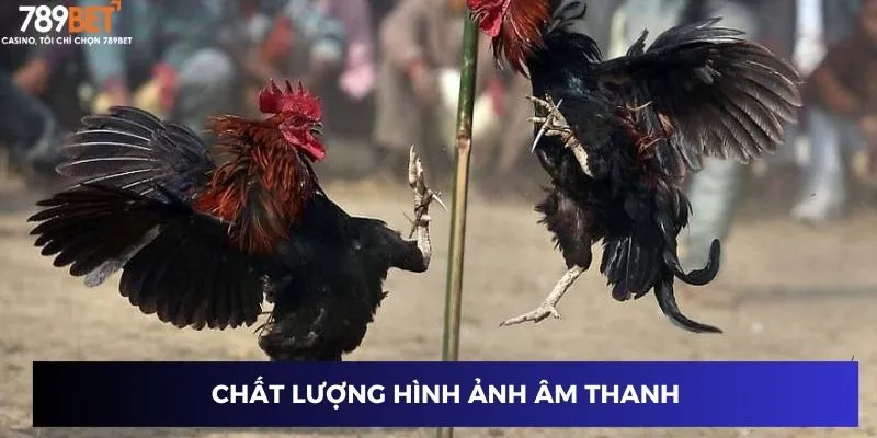 Coi Đá Gà Trực Tiếp - Đột Phá Kịch Tính, Mở Lối Thắng Lớn 4 Chất lượng hình ảnh âm thanh