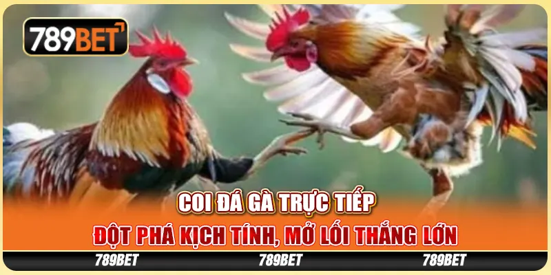 Coi Đá Gà Trực Tiếp - Đột Phá Kịch Tính, Mở Lối Thắng Lớn 1 Coi Đá Gà Trực Tiếp - Đột Phá Kịch Tính, Mở Lối Thắng Lớn