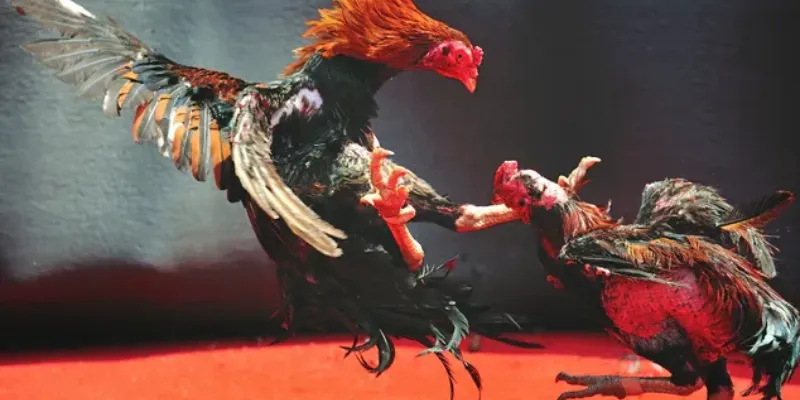 Giới thiệu đá gà sinh tử
