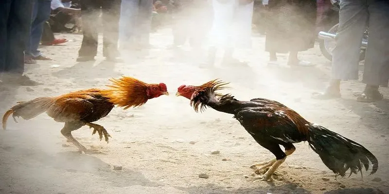 Những loại cược đá gà phổ biến hiện nay 