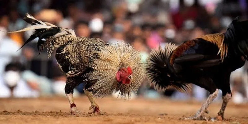 Yếu tố quan trọng trong kết quả đá gà 